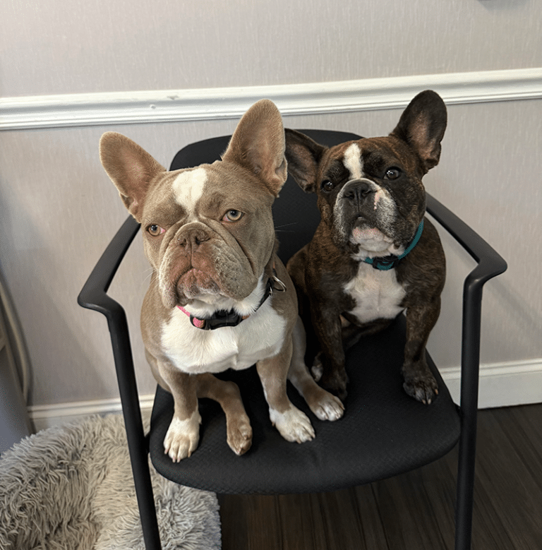 The Palm Coast Family Practice Mascots-support pups